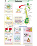 Pollination Chart - Laminated, With Rollers