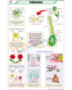 Pollination Chart - Laminated, With Rollers