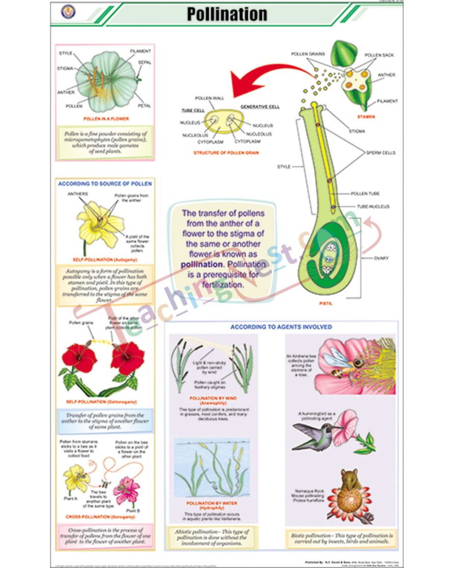 Pollination Chart - Laminated, With Rollers
