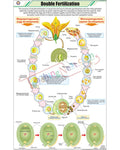 Double Fertilization Chart - Laminated, With Rollers