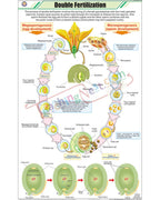 Double Fertilization Chart - Laminated, With Rollers