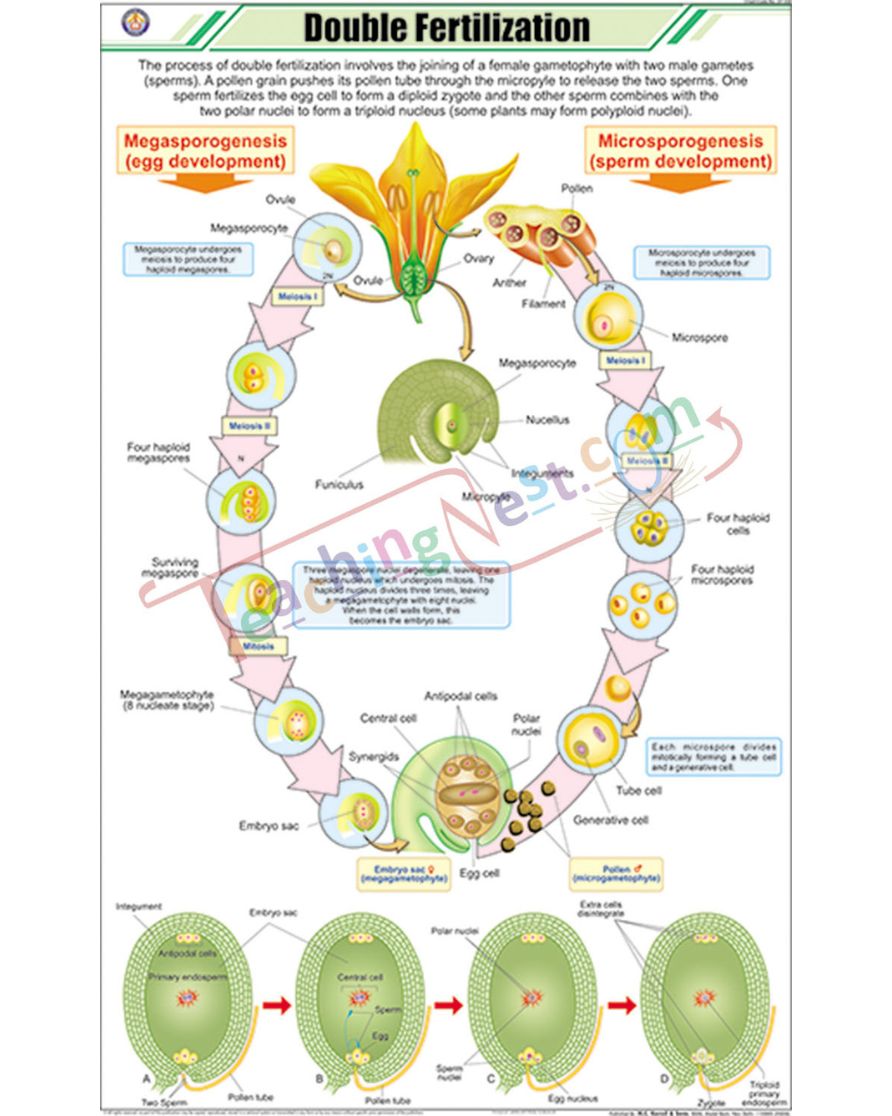 Double Fertilization Chart - Laminated, With Rollers
