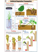 Artificial Vegetative Propagation Chart - Laminated, With Rollers