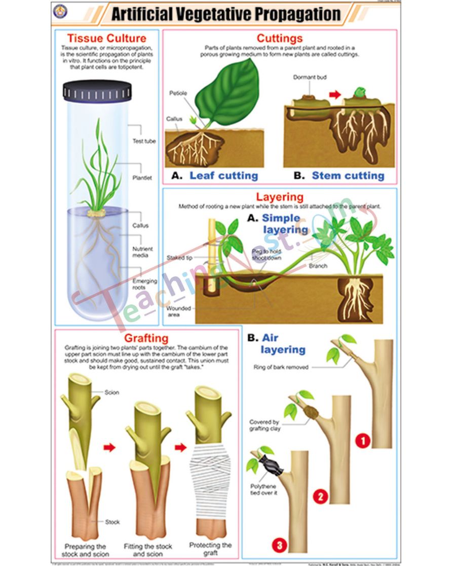 Artificial Vegetative Propagation Chart - Laminated, With Rollers