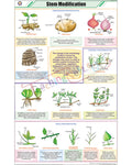 Stem Modifications Chart - Laminated, With Rollers