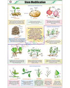 Stem Modifications Chart - Laminated, With Rollers
