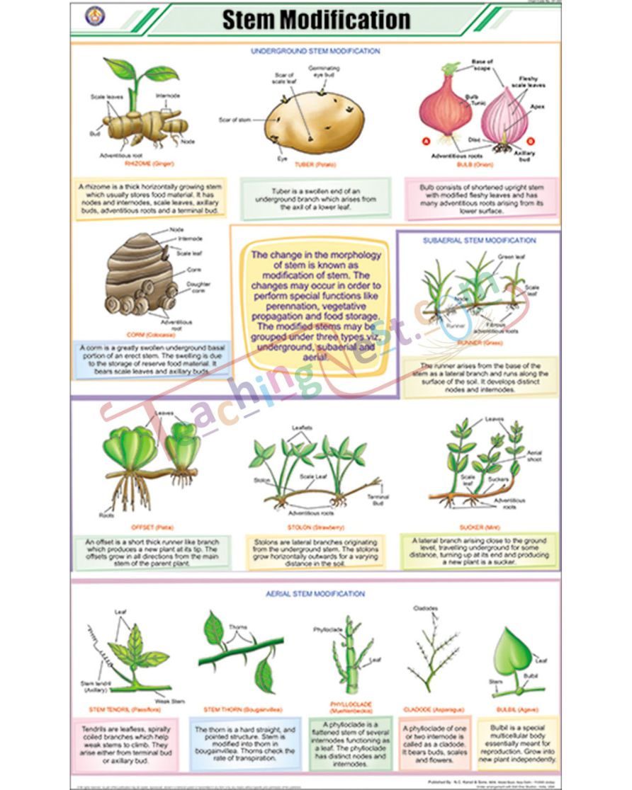 Stem Modifications Chart - Laminated, With Rollers