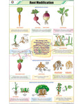 Root Modifications Chart - Laminated, With Rollers