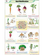 Root Modifications Chart - Laminated, With Rollers