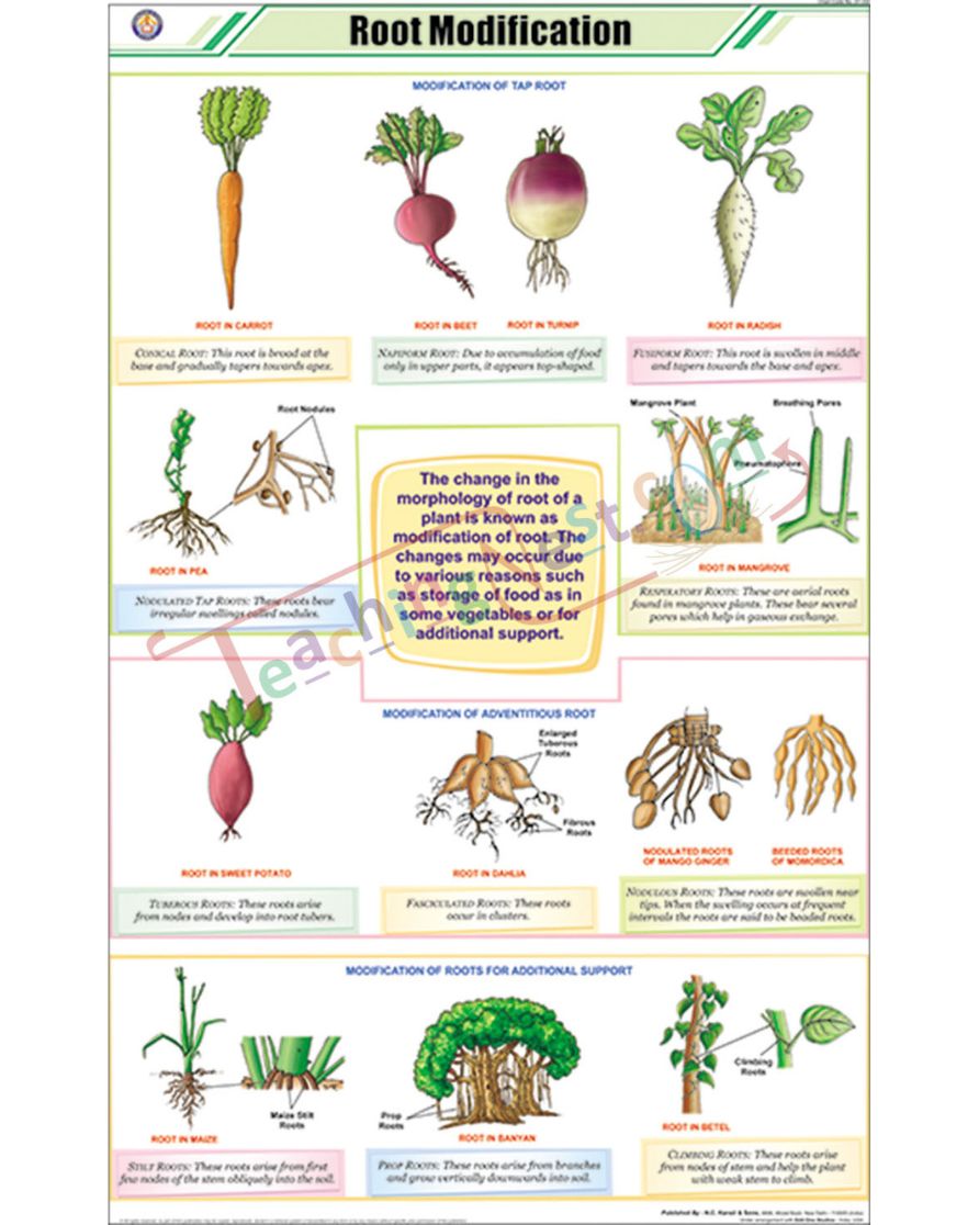 Root Modifications Chart - Laminated, With Rollers