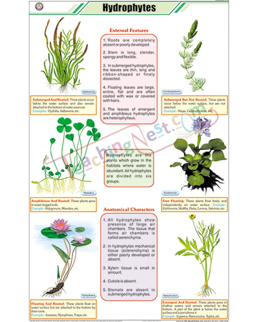 Hydrophytes Chart - Laminated, With Rollers