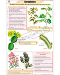 Xerophytes (Desert Plants) Chart - Laminated, With Rollers