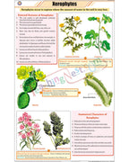 Xerophytes (Desert Plants) Chart - Laminated, With Rollers