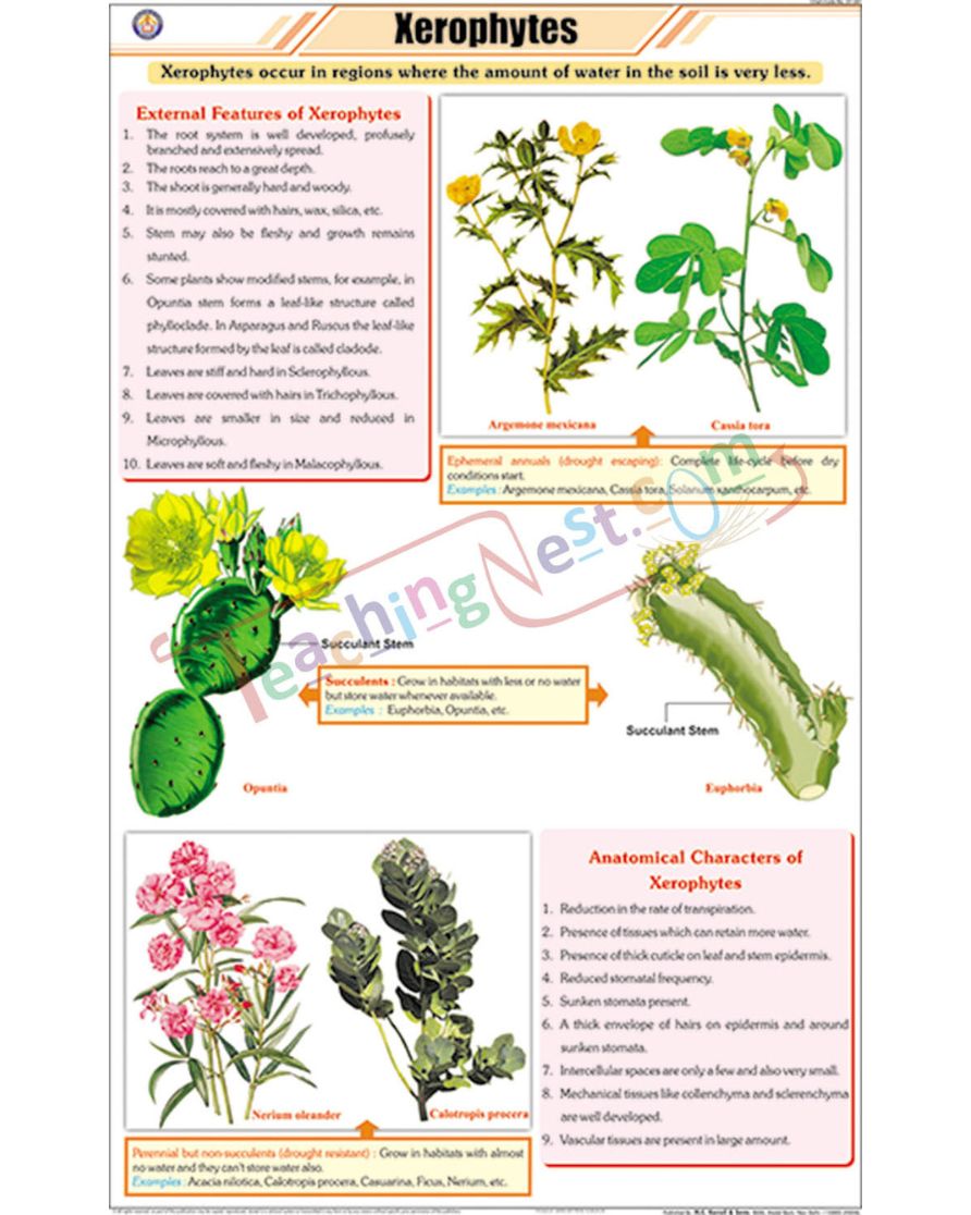 Xerophytes (Desert Plants) Chart - Laminated, With Rollers