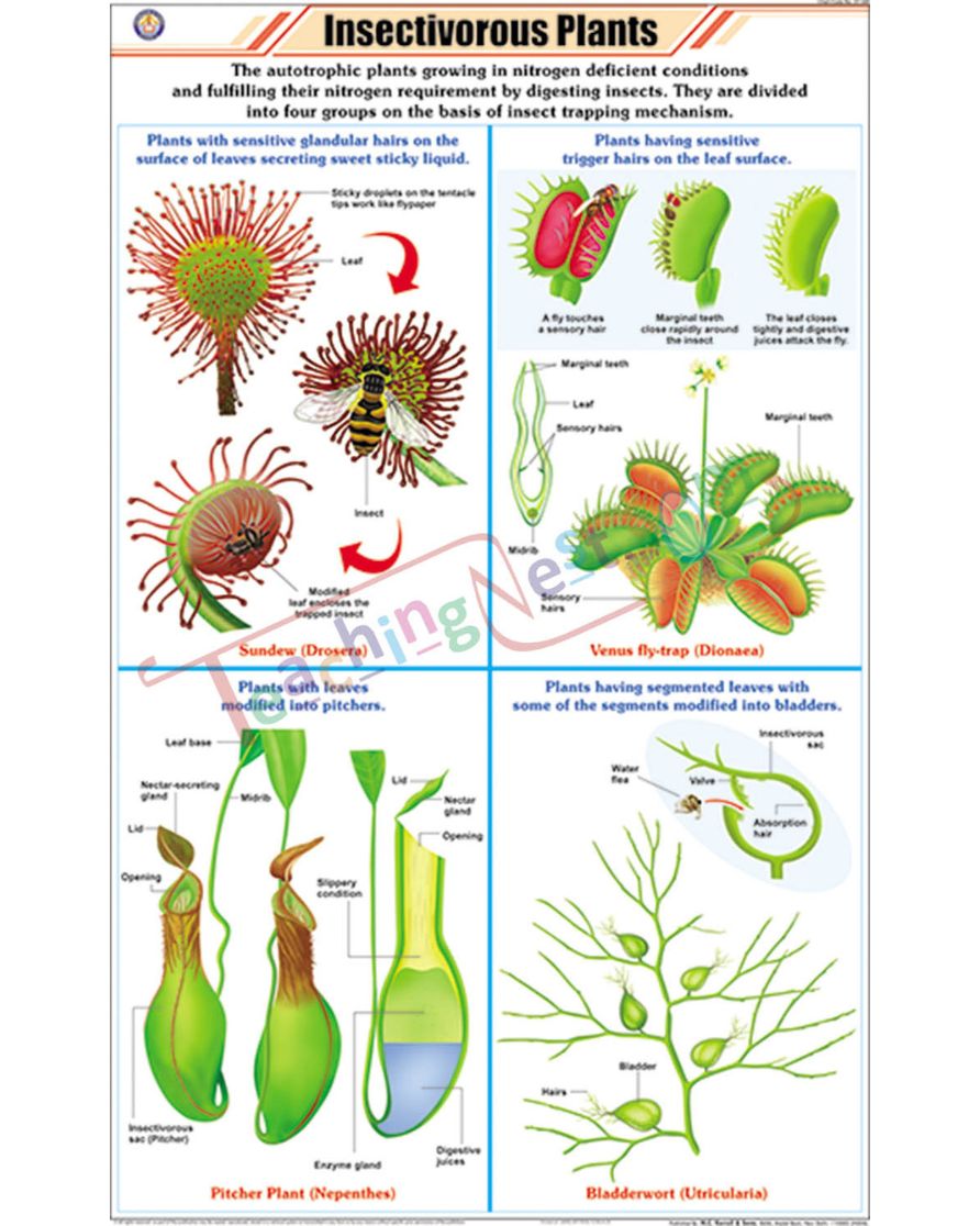 Insectivorous Plants Chart - Laminated, With Rollers