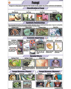 Fungi Chart - Laminated, With Rollers