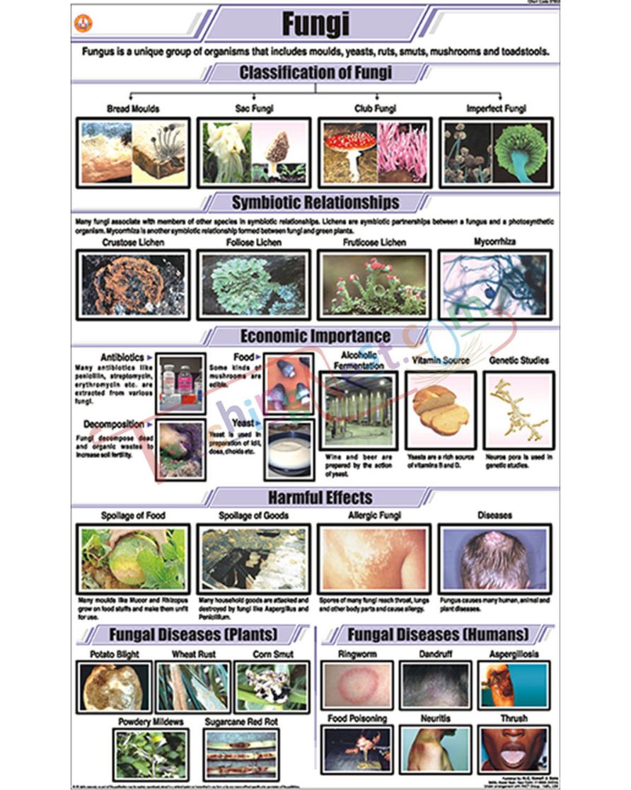 Fungi Chart - Laminated, With Rollers