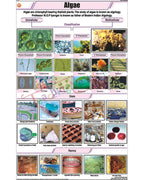 Algae Chart - Laminated, With Rollers