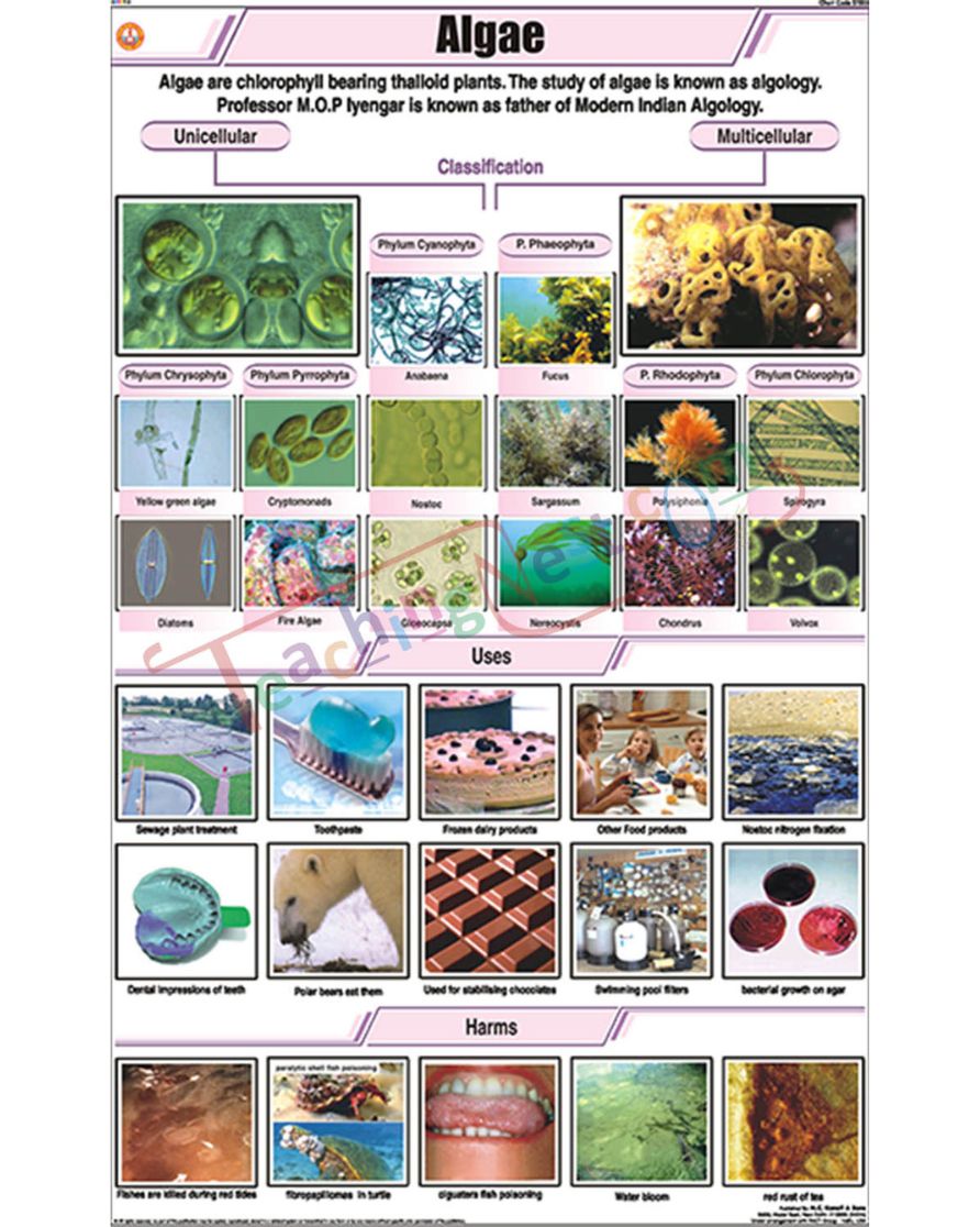 Algae Chart - Laminated, With Rollers