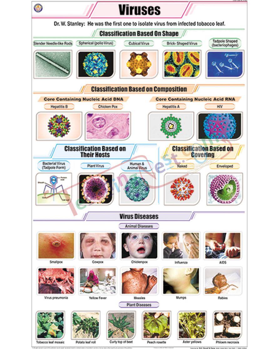 Viruses Chart - Laminated, With Rollers