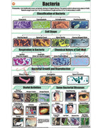 Bacteria Chart - Laminated, With Rollers