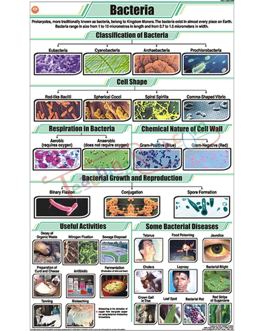 Bacteria Chart - Laminated, With Rollers