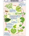 Life Cycle of Fern Chart - Laminated, With Rollers