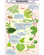 Life Cycle of Fern Chart - Laminated, With Rollers