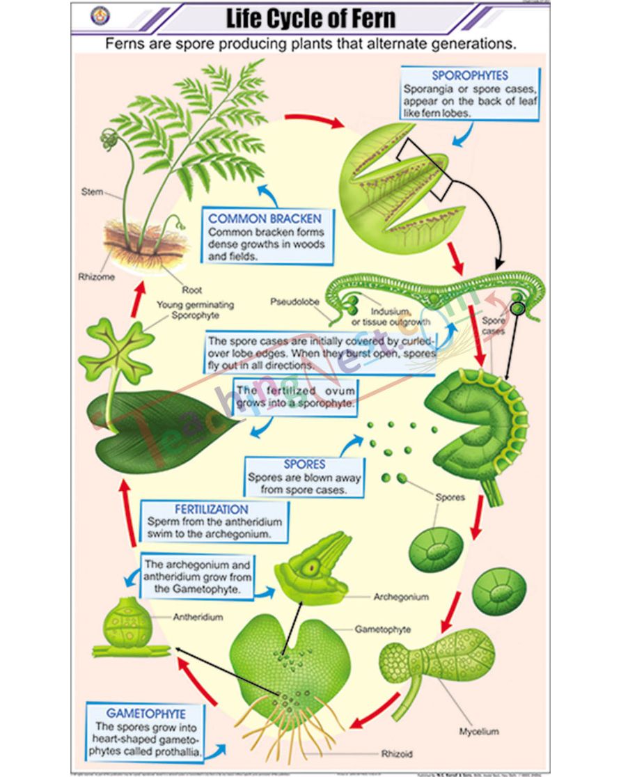 Life Cycle of Fern Chart - Laminated, With Rollers