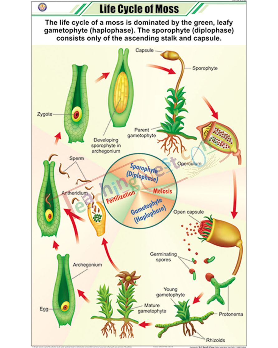 Life Cycle of Moss chart - Laminated, With Rollers
