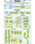 Spirogyra Chart - Laminated, With Rollers