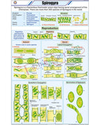 Spirogyra Chart - Laminated, With Rollers