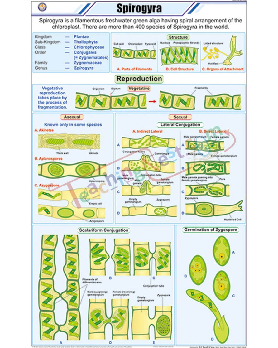 Spirogyra Chart - Laminated, With Rollers