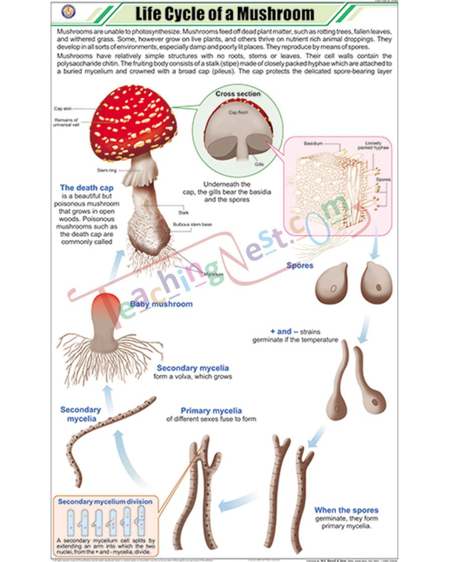 Life Cycle of Mushroom Chart - Laminated, With Rollers
