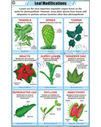 Leaf Modification Chart - Laminated, With Rollers
