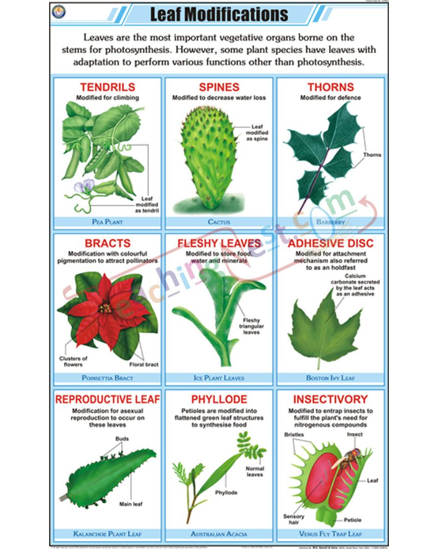 Leaf Modification Chart - Laminated, With Rollers