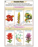 Parasitic Plants Chart - Laminated, With Rollers