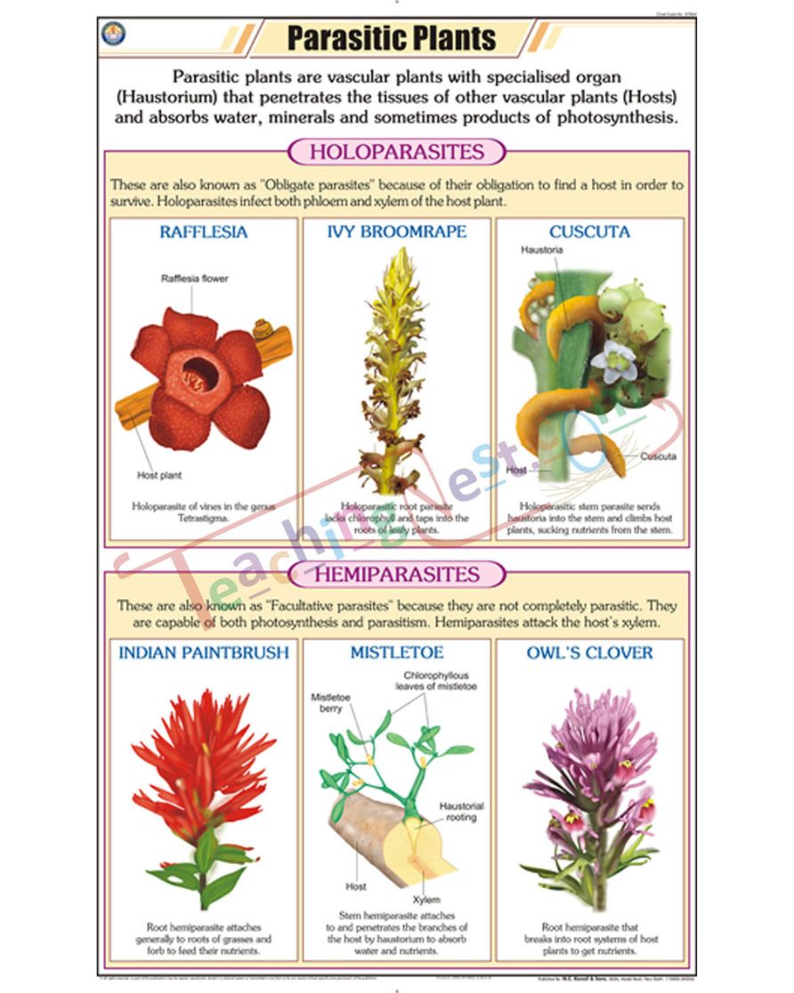 Parasitic Plants Chart - Laminated, With Rollers