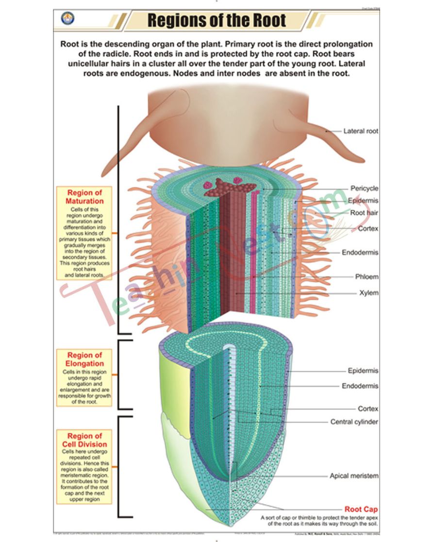 Regions of Root Chart - Laminated, With Rollers