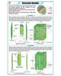 Vascular Bundle Chart - Laminated, With Rollers