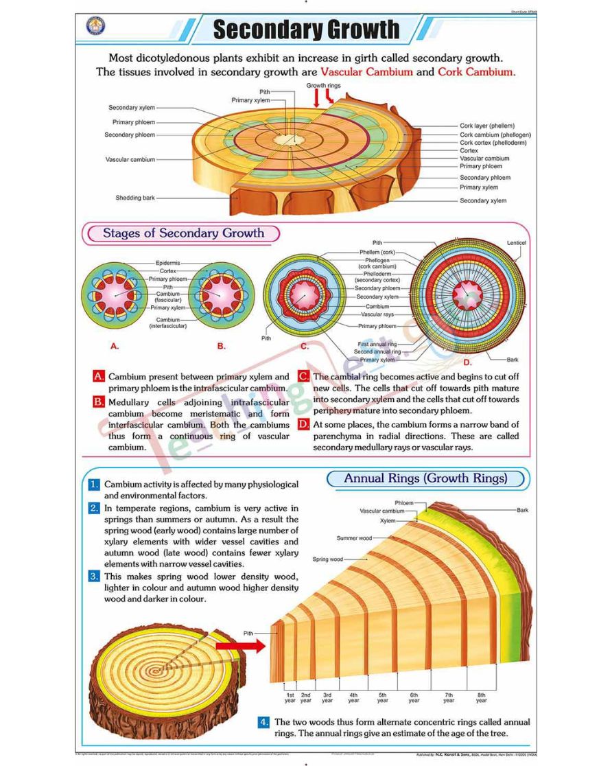 Secondary Growth Chart - Laminated, With Rollers