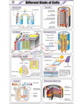 Different Kinds of Cells Chart - Laminated, With Rollers