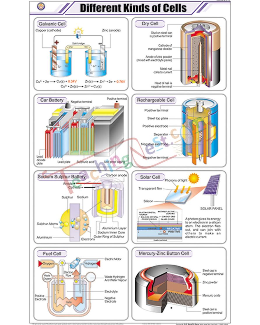 Different Kinds of Cells Chart - Laminated, With Rollers