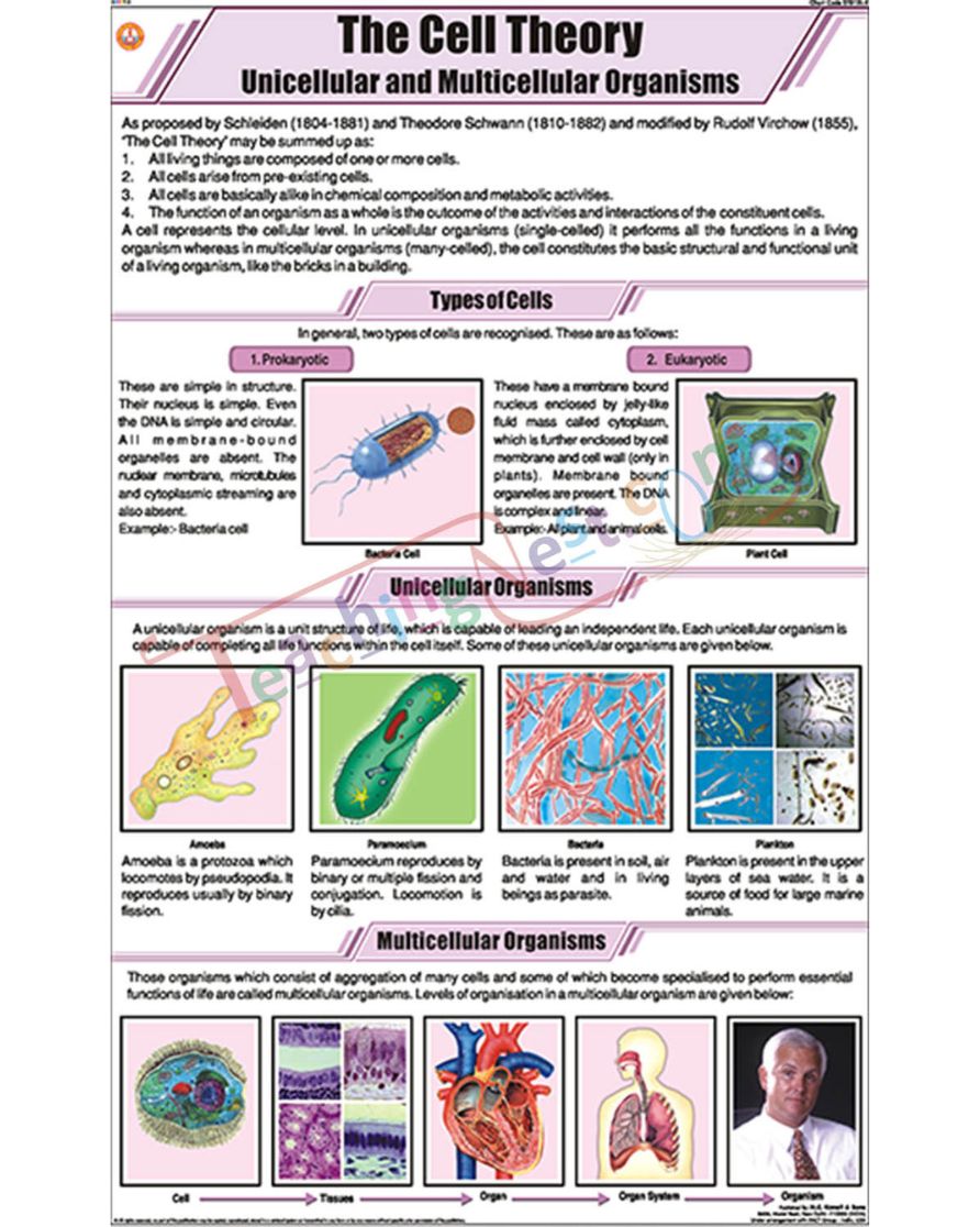 The Cell Theory Chart - Laminated, With Rollers