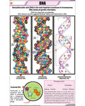 DNA Chart - Laminated, With Rollers