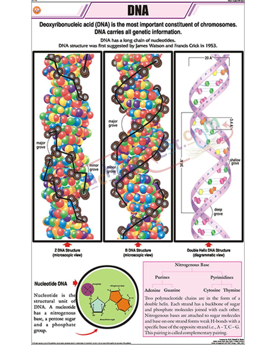 DNA Chart - Laminated, With Rollers