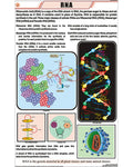 RNA Chart - Laminated, With Rollers
