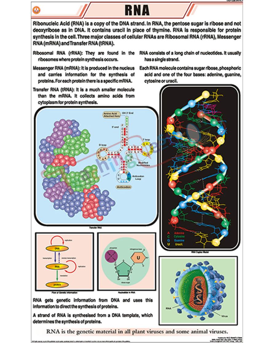 RNA Chart - Laminated, With Rollers