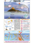 Origin of Life Chart - Laminated, With Rollers