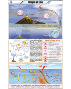 Origin of Life Chart - Laminated, With Rollers